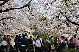 千鳥ケ淵への側道より